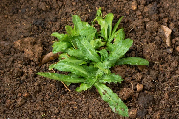 Culantro Verte Fraîche Pour Concept Sain Dans Jardin — Photo