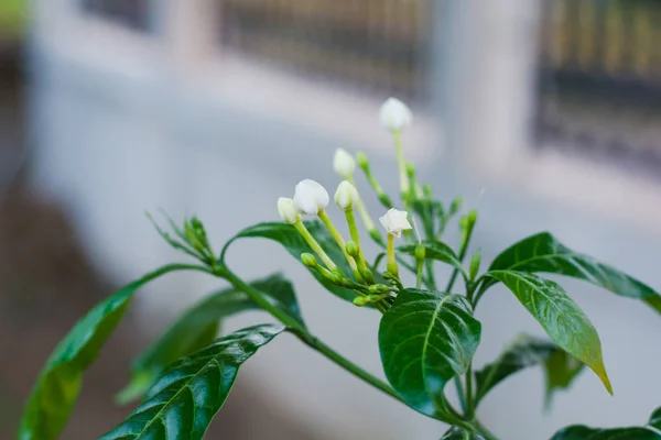 Cerrar Crape Jazmín Flowe —  Fotos de Stock