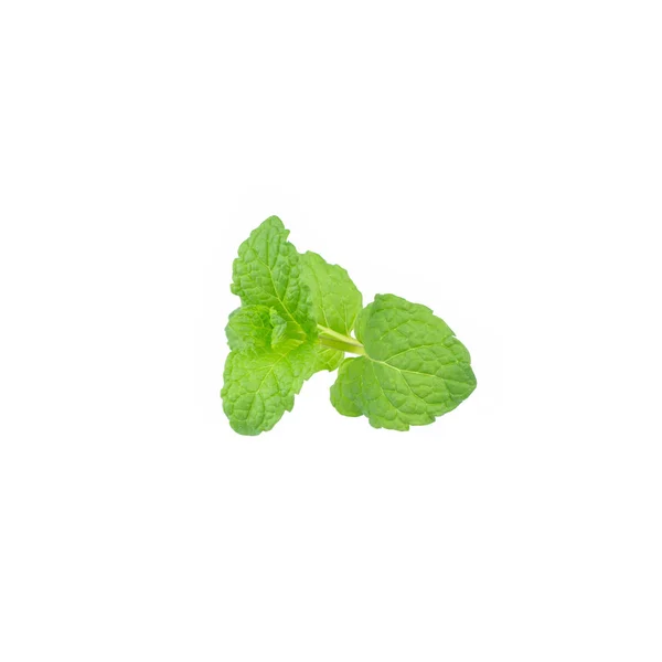 Minzblättrige Grüne Pflanzen Isoliert Auf Weißem Hintergrund Pfefferminzaromatische Eigenschaften Starker — Stockfoto