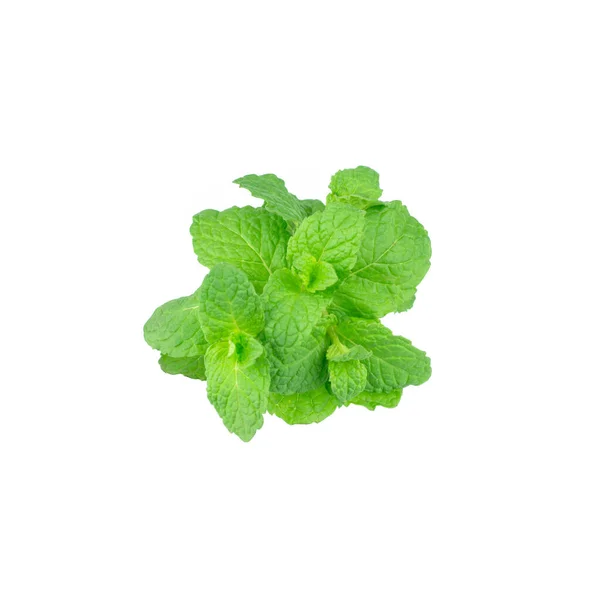 Minzblättrige Grüne Pflanzen Isoliert Auf Weißem Hintergrund Pfefferminzaromatische Eigenschaften Starker — Stockfoto