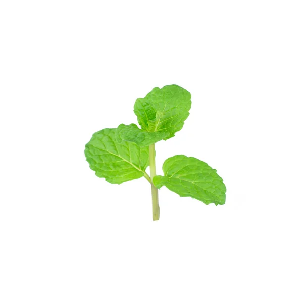 Plantas Verdes Hoja Menta Aisladas Sobre Fondo Blanco Propiedades Aromáticas — Foto de Stock