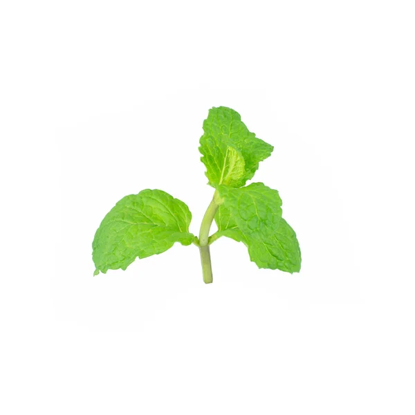 Folha Hortelã Plantas Verdes Isoladas Fundo Branco Propriedades Aromáticas Hortelã — Fotografia de Stock