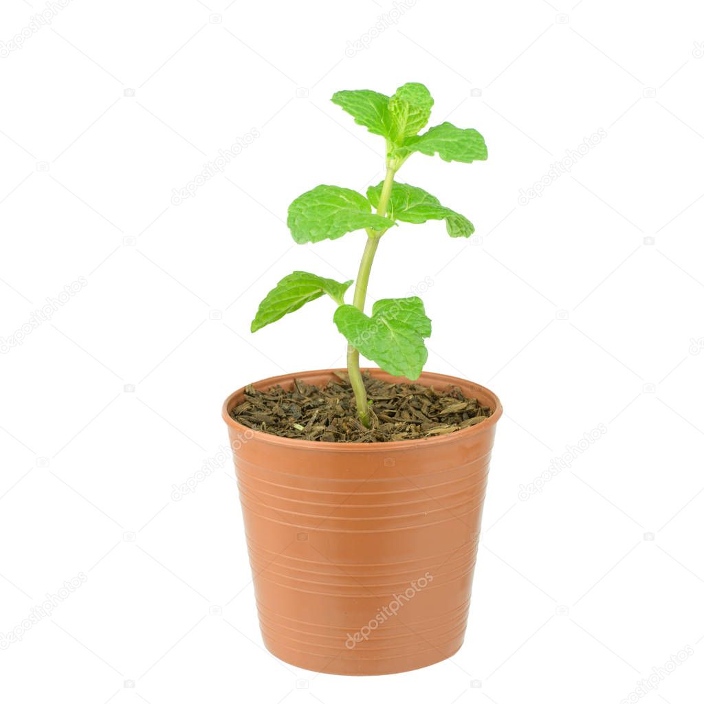 Fresh mint growing in a flowerpot to ensure the freshest ingredients in the kitchen for cooking and garnish