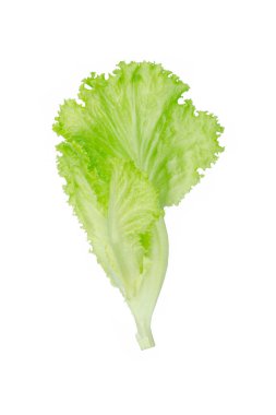 Salata yaprağı. Beyaz arkaplanda marul izole.