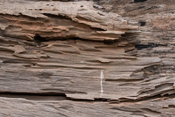 texture of traces of termites eat wood