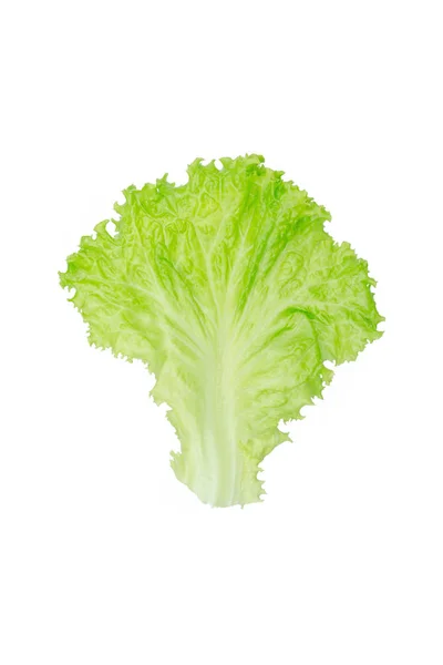 Salad Leaf Lettuce Isolated White Background — Stock Photo, Image