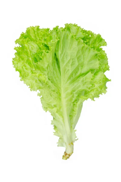 Salatblatt Vorhanden Salat Isoliert Auf Weißem Hintergrund — Stockfoto