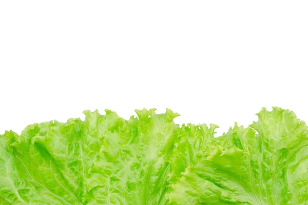 Salad Leaf Lettuce Isolated White Background — Stock Photo, Image