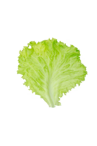 Salad Leaf Lettuce Isolated White Background — Stock Photo, Image