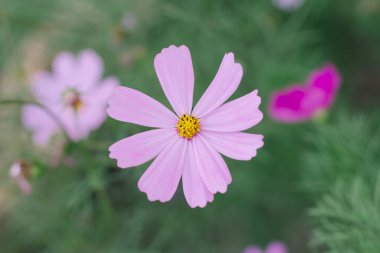 Pembe Kozmos çiçeği (Cosmos Bipinnatus) arka planı