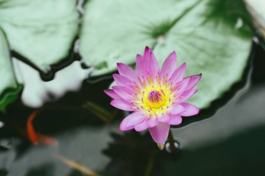 Güzel pembe nilüfer çiçeği veya nilüfer çiçeği