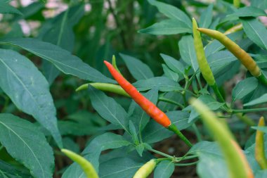 Sebze bahçesinde yetişen kırmızı ve yeşil biberler. Hasat için hazır.