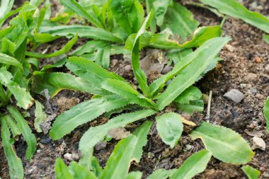 Culantro, uzun kişniş, testere dişi kişniş, maydanoz sebze Bahçe topraklarında