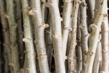 Yakın plan kasava ağacı arkaplanı