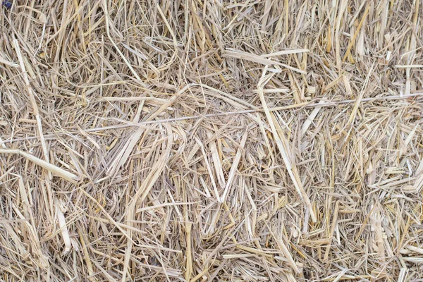 Dry Straw Closeup Background Textured — Stock Photo, Image