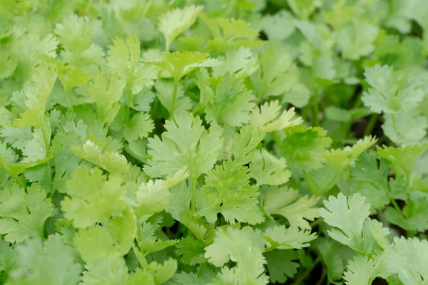 Benefici Salute Del Coriandolo Coriandolo Ricco Antiossidanti — Foto Stock