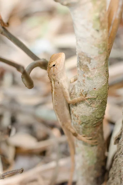 Feche Camaleão Tailandês Árvore — Fotografia de Stock