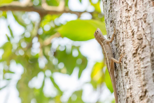 Nahaufnahme Eines Thailändischen Chamäleons Auf Dem Baum — Stockfoto