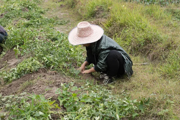Mulher Agricultora Colheita Batata Doce — Fotografia de Stock