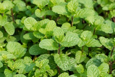 Yeşil nane yaprakları arkaplan