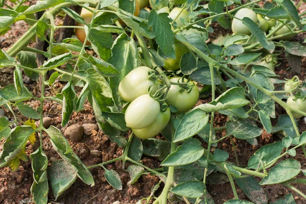 green tomatoes on tomato tree