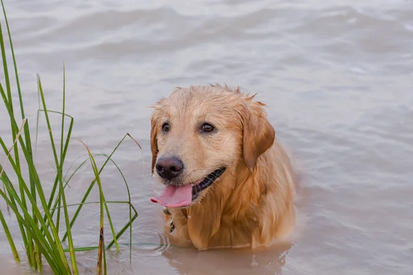 Golden Retriever Bermain Danau — Stok Foto