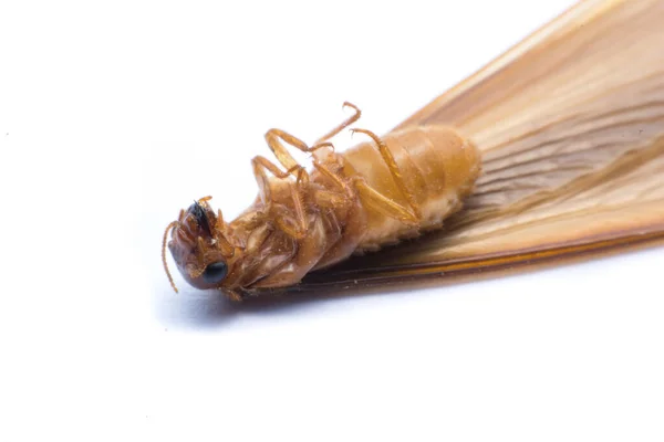 Termite Volant Alates Isolé Sur Fond Blanc — Photo