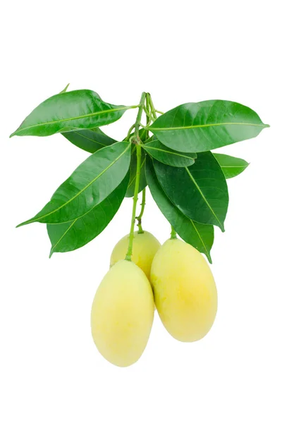 Zoete Mariale Pruim Thai Fruit Geïsoleerd Witte Achtergrond Mayongchid Maprang — Stockfoto