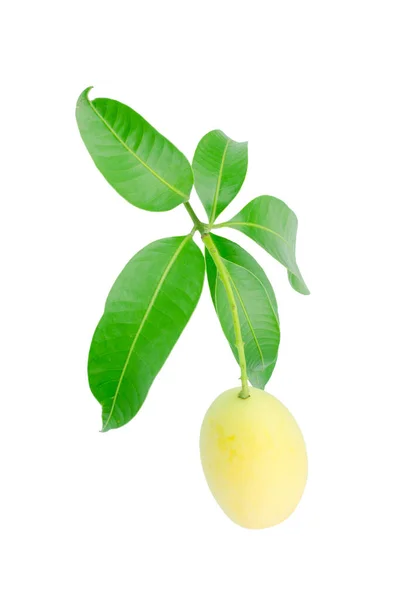Słodka Śliwka Mariańska Tajski Owoc Izolowany Białym Tle Mayongchid Maprang — Zdjęcie stockowe