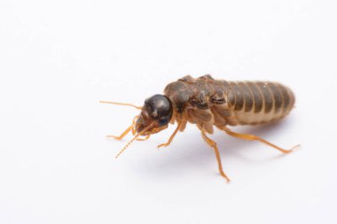 Uçan termit ya da beyaz arkaplanda izole edilmiş akrabalar.