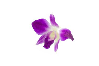 beyaz üzerine izole edilmiş mor orkide