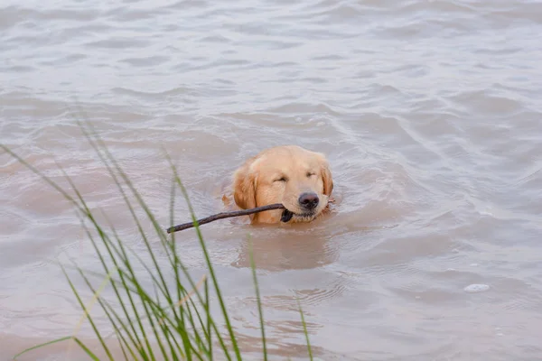 Golden Retriever in play at the lake