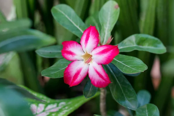 Adenium Obesum Baum Ist Kräuter Heilpflanzengarten Adenien Werden Für Ihre — Stockfoto