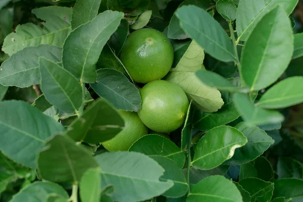 Lime Green Tree Hanging Branches — Stock Photo, Image