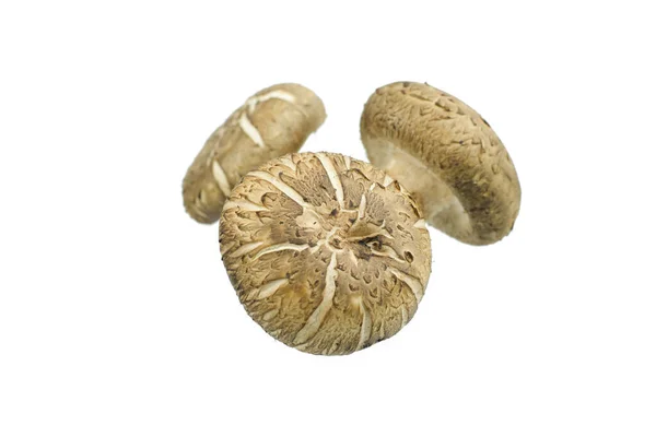 白い背景に隔離された椎茸 — ストック写真
