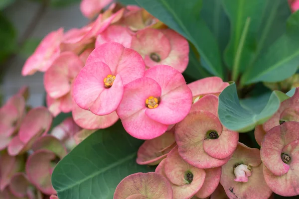 Pink flowers , Pink crown of thorns flowers on white background