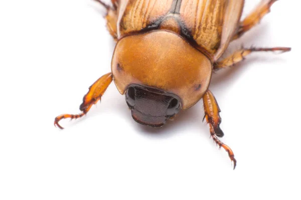 Närbild Kan Skalbagge Eller Cockchafer Isolerad Vit Bakgrund — Stockfoto