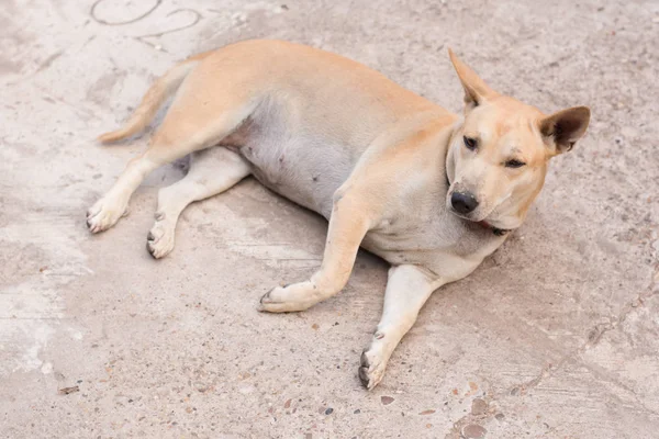 Dog Sitting Concrete Floor — Stock Photo, Image