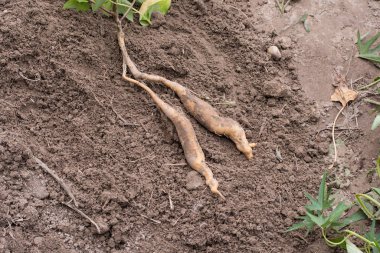 tatlı patates hasadı..