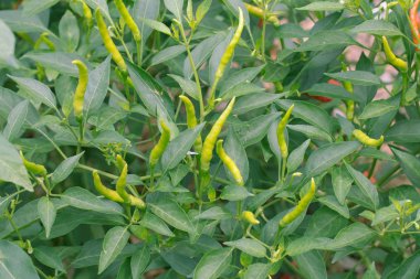 sebze bahçesinde yetişen yeşil biberler. Hasat için hazır.