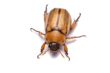 Beyaz arka planda izole edilmiş böcek ya da hamamböceği olabilir.