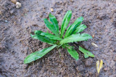 Culantro, uzun kişniş, testere dişi kişniş, maydanoz sebze Bahçe topraklarında