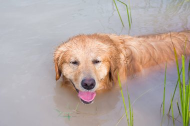Golden Retriever gölde oynuyor.