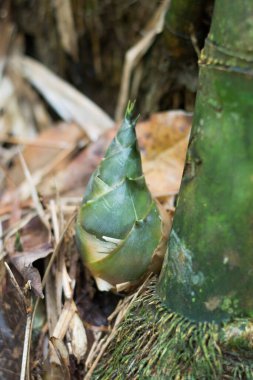 Ormanda yetişen bambu filizi.