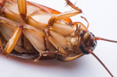 Beyaz arkaplanda hamamböceği kapat