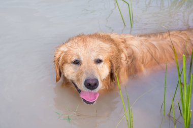 Golden Retriever gölde oynuyor.