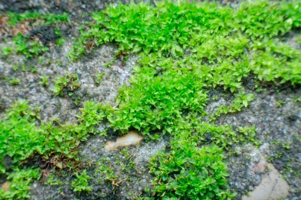 Cerrar Musgo Verde Una Vieja Pared Piedra —  Fotos de Stock