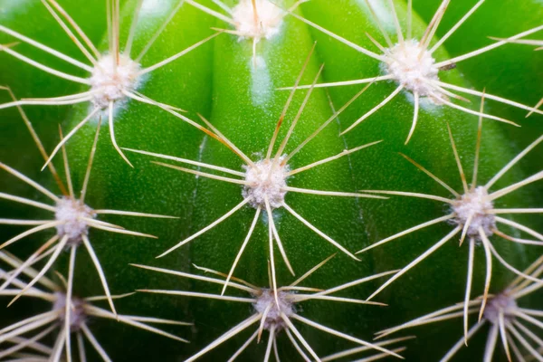 Close Macro Cactus Morning Dew — Stock Photo, Image