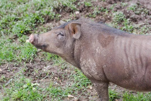 Sus Scrofa Bir Çalılık Önce Yabandomuzu — Stok fotoğraf