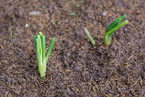 Germe Oignon Après Plantation Dans Sol Gros Plan Espace Copie — Photo